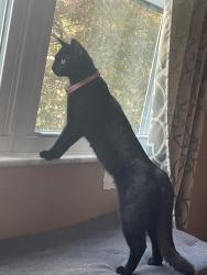 Lost Female Cat last seen Obetz Lockbourne, Columbus, OH 43207