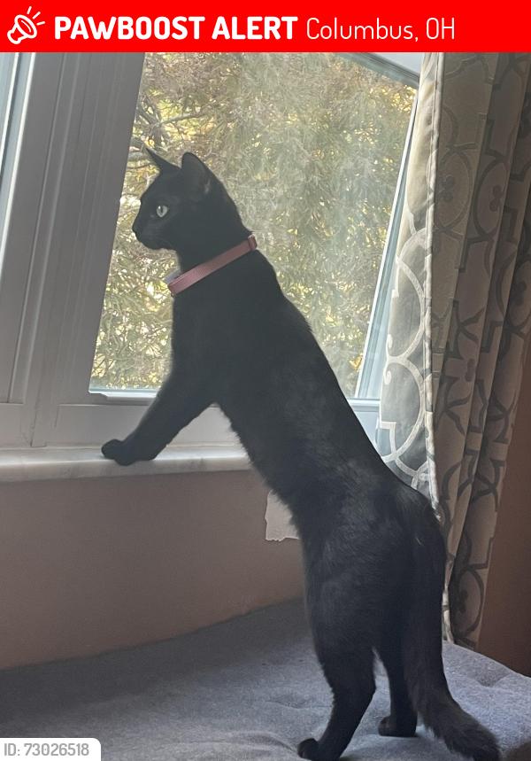 Lost Female Cat last seen Obetz Lockbourne, Columbus, OH 43207