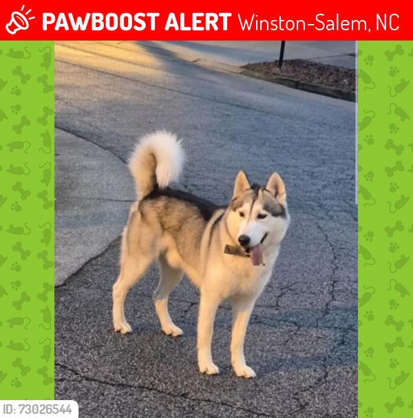 Lost Male Dog last seen  Robbins brook (could be there), Winston-Salem, NC 27107
