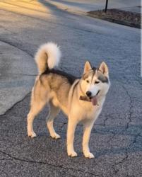 Lost Male Dog last seen  Robbins brook (could be there), Winston-Salem, NC 27107