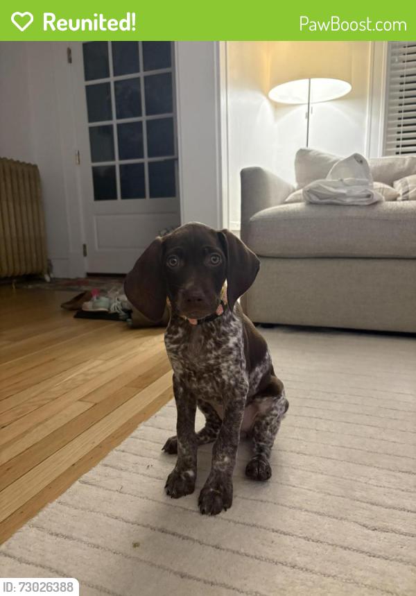 Reunited Female Dog last seen Near Aberdeen place , St. Louis, MO 63105