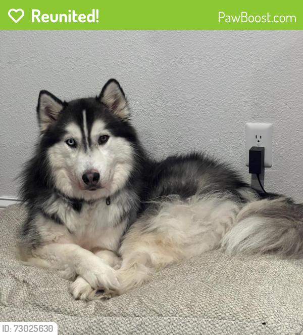 Reunited Male Dog last seen Timberdale st and timber view , Grand Prairie, TX 75052