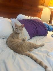 Lost Male Cat last seen by library, Springfield, MO 65806