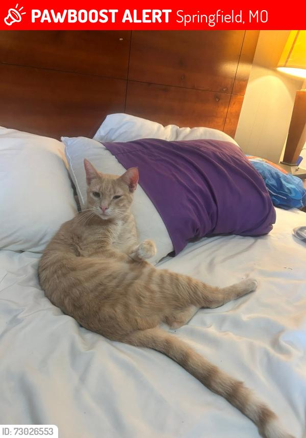 Lost Male Cat last seen by library, Springfield, MO 65806