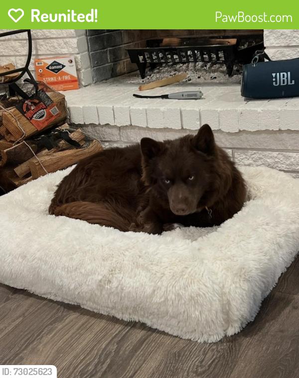 Reunited Male Dog last seen Timberdale and timber view , Grand Prairie, TX 75052