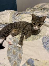 Found/Stray Male Cat last seen Sedgewick dr, Virginia Beach, VA 23454