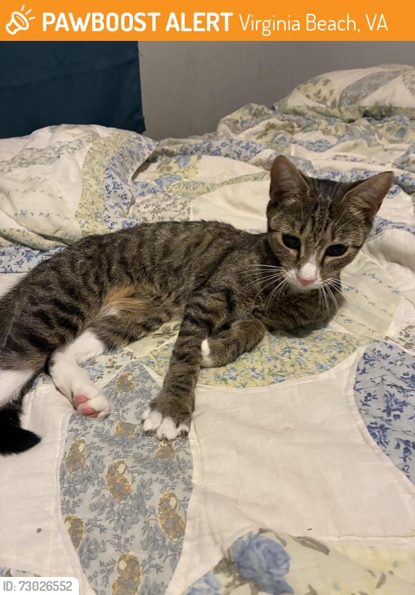 Found/Stray Male Cat last seen Sedgewick dr, Virginia Beach, VA 23454