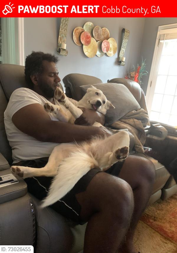 Lost Female Dog last seen Piedmont Rd. Railroad track Crestview Church, Cobb County, GA 30066
