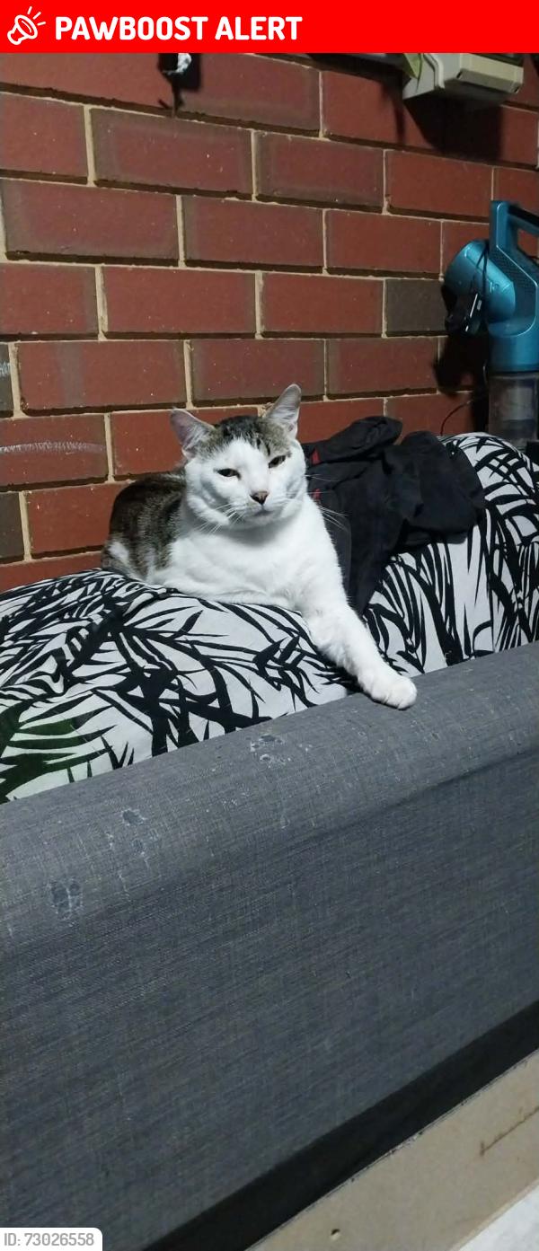 Lost Male Cat last seen Surf Life Saving Club Car Park, Mahomets Flats, WA 6530