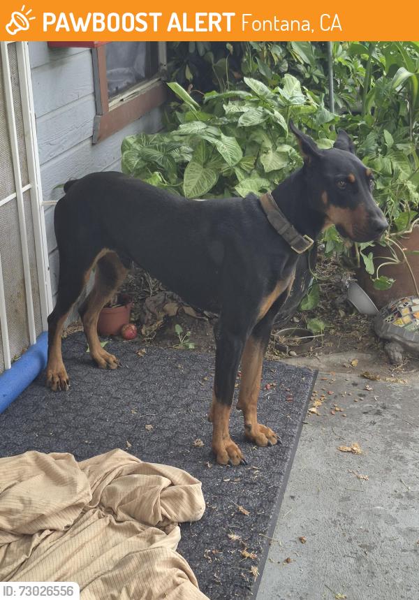 Found/Stray Unknown Dog last seen Date st., Fontana, CA 92335