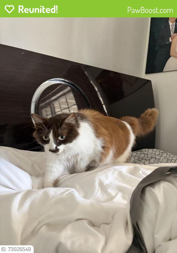 Reunited Female Cat last seen Near W 132nd St, Hawthorne, CA 90250, USA, Hawthorne, CA 90250