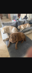Reunited Unknown Dog last seen Near s 13 ave pompano bch, Pompano Beach, FL 33060