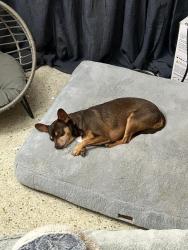 Lost Male Dog last seen Altamonte Drive (petco near Whole Foods) , Altamonte Springs, FL 32701