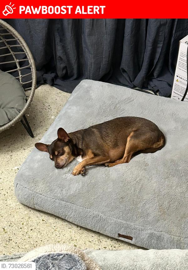 Lost Male Dog last seen Altamonte Drive (petco near Whole Foods) , Altamonte Springs, FL 32701