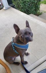 Reunited Male Dog last seen Spangler Rd and Williams Rd, Columbus, OH 43207
