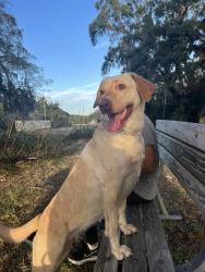 Reunited Female Dog last seen ken lake, Spring Hill, FL 34606