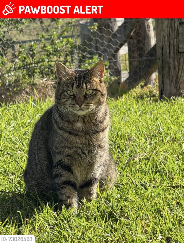 Lost Female Cat last seen Moneydarragh Community Hub, Newry, Mourne and Down, Northern Ireland BT34