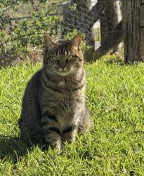 Lost Female Cat last seen Moneydarragh Community Hub, Newry, Mourne and Down, Northern Ireland BT34