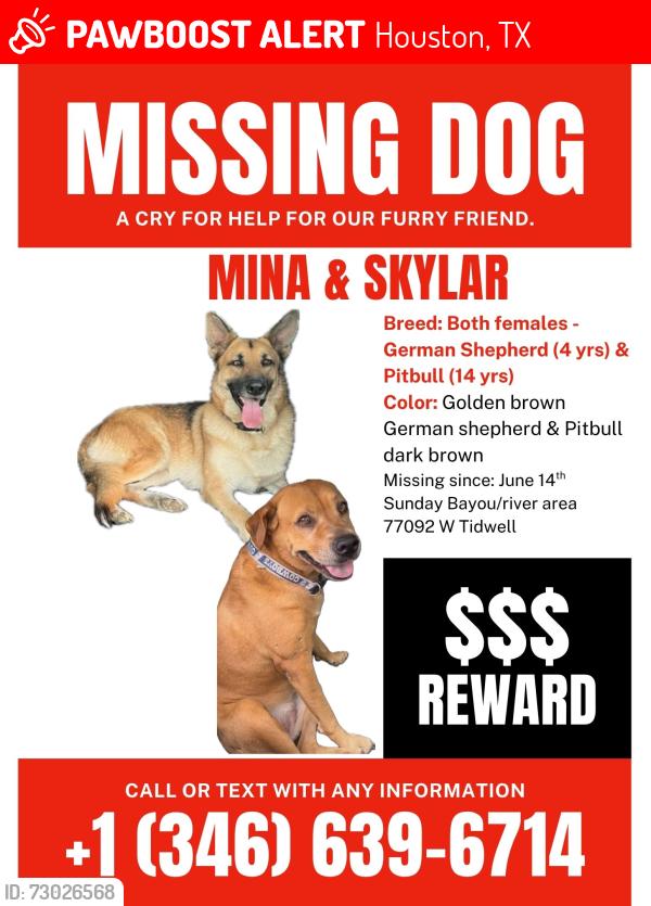 Lost Female Dog last seen West Tidwell and Bingle rd near the BAYOU , Houston, TX 77092