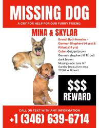Lost Female Dog last seen West Tidwell and Bingle rd near the BAYOU , Houston, TX 77092