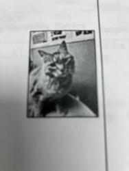 Lost Male Cat last seen Near E Mission, Spokane Valley, WA 99016