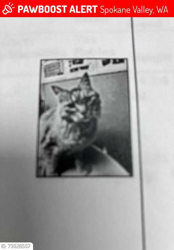 Lost Male Cat last seen Near E Mission, Spokane Valley, WA 99016