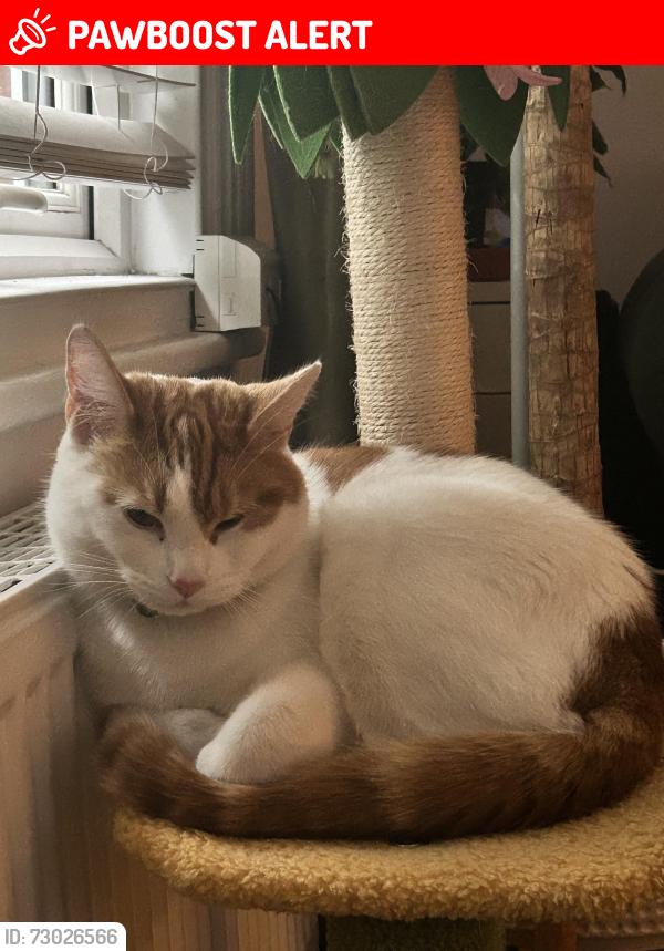 Lost Male Cat last seen Aldersbrook Road, Greater London, England 