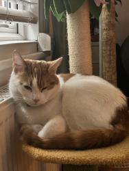 Lost Male Cat last seen Aldersbrook Road, Greater London, England 
