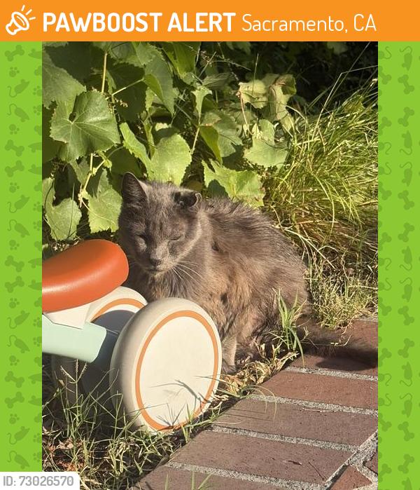 Found/Stray Unknown Cat last seen Riverside, Sacramento, CA 95818