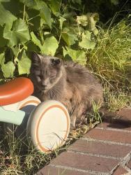 Found/Stray Unknown Cat last seen Riverside, Sacramento, CA 95818