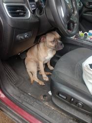 Found/Stray Unknown Dog last seen bedford rd, rehab hosp, found IN copper hill apts but most recently ran towards homes on bedford rd near the rehab hosp and before industrial rd cross street , Bedford, TX 76021