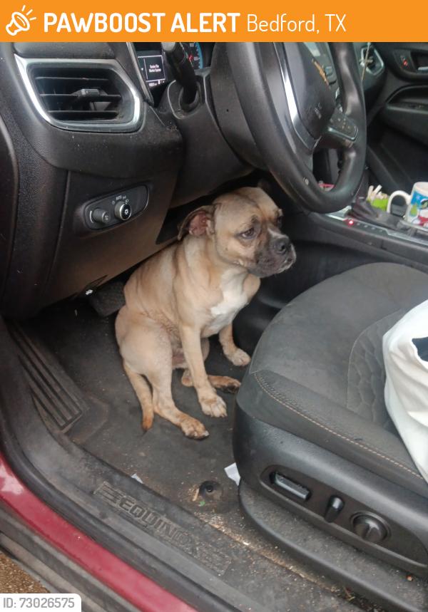 Found/Stray Unknown Dog last seen bedford rd, rehab hosp, found IN copper hill apts but most recently ran towards homes on bedford rd near the rehab hosp and before industrial rd cross street , Bedford, TX 76021