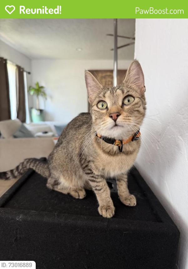 Reunited Female Cat last seen Near the park, Kiowa, CO 80117