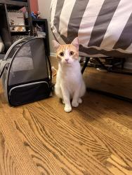 Reunited Male Cat last seen Naper & 87th, Naperville, IL 60565