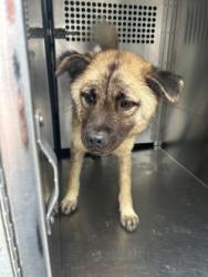 Shelter Stray Male Dog last seen Near BARCLAY AVE, Central District, TX, 355 Hillshire Dr, Haslet, TX 76052, USA