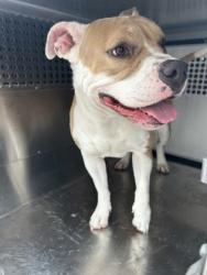 Shelter Stray Female Dog last seen Near PALLADIUM WAY 2209, West District, TX, 355 Hillshire Dr, Haslet, TX 76052, USA