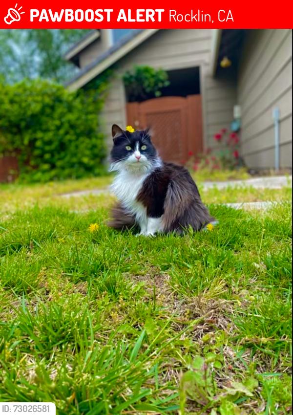 Lost Female Cat last seen Willard way near Johnson Springview park , Rocklin, CA 95677
