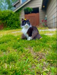 Lost Female Cat last seen Willard way near Johnson Springview park , Rocklin, CA 95677
