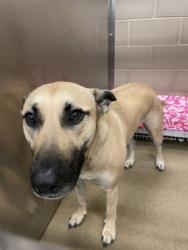 Shelter Stray Female Dog last seen Near Springbrook Dr, Desoto, TX, 1150 E Pleasant Run Rd, Cedar Hill, TX 75104, USA