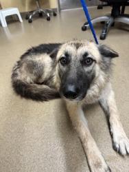Shelter Stray Female Dog last seen Carwash in DV by the Wendy's, Duncanville, TX, 1150 E Pleasant Run Rd, Cedar Hill, TX 75104, USA
