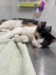 Shelter Stray Female Cat last seen Near Popular Grove st, 21216, MD, 301 Stockholm St, Baltimore, MD 21230, USA
