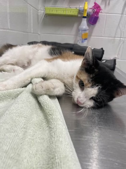 Shelter Stray Female Cat last seen Near Popular Grove st, 21216, MD, 301 Stockholm St, Baltimore, MD 21230, USA