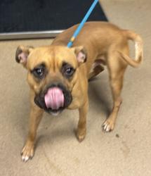 Shelter Stray Male Dog last seen Near Peachtree Rd NE, Brookhaven, GA 30319, 30319, GA, 3280 Chamblee Dunwoody Rd, Chamblee, GA 30341, USA
