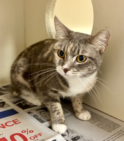 Shelter Stray Female Cat last seen Near Briaroaks Trl NE Atlanta, GA 30329, 30329, GA, 3280 Chamblee Dunwoody Rd, Chamblee, GA 30341, USA