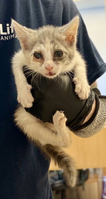 Shelter Stray Female Cat last seen Near Florence Street, Tucker, GA, 30084, 30084, GA, 3280 Chamblee Dunwoody Rd, Chamblee, GA 30341, USA