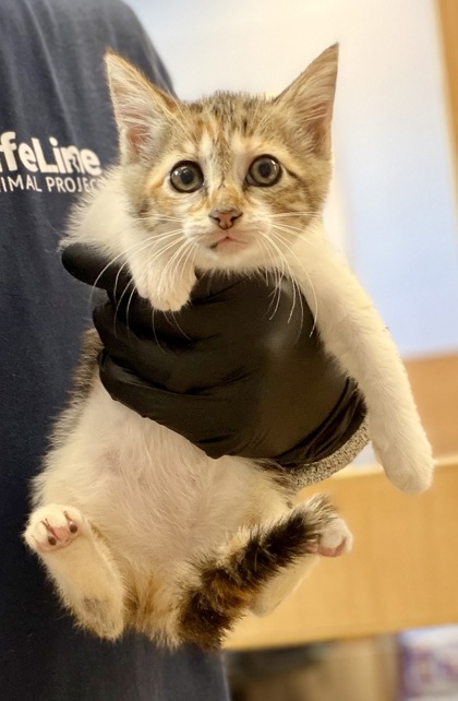 Shelter Stray Female Cat last seen Near Florence Street, Tucker, GA, 30084, 30084, GA, 3280 Chamblee Dunwoody Rd, Chamblee, GA 30341, USA