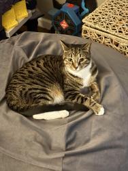 Lost Female Cat last seen Woodhaven Rd and winding way, Gibbsboro, NJ 08026