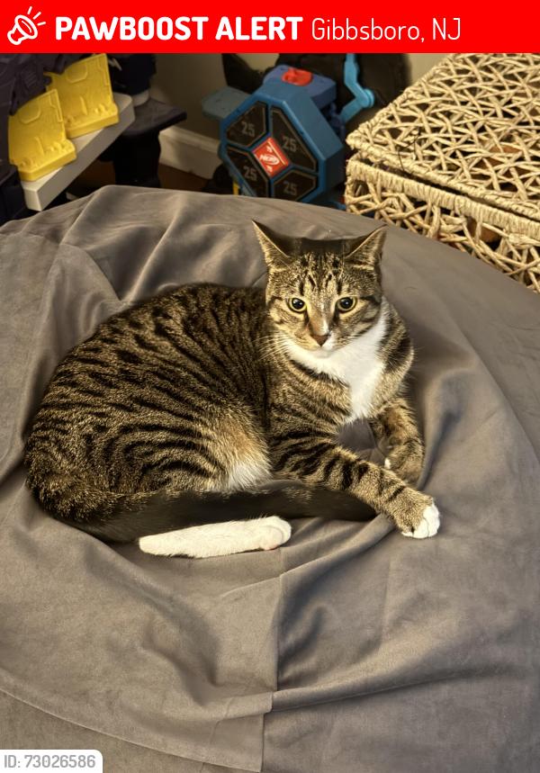 Lost Female Cat last seen Woodhaven Rd and winding way, Gibbsboro, NJ 08026