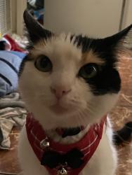 Lost Female Cat last seen University and north sierra nevada, Stockton, CA 95205
