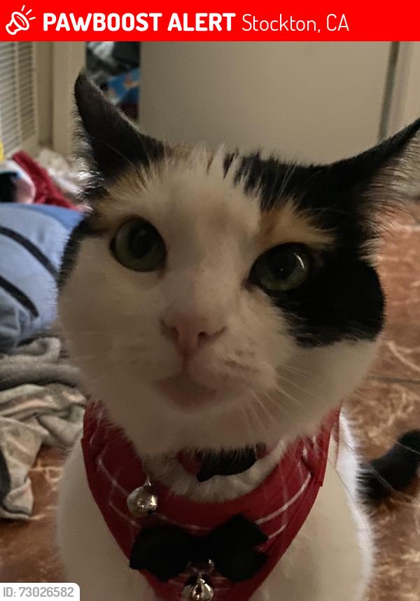 Lost Female Cat last seen University and north sierra nevada, Stockton, CA 95205